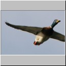 Anas platyrhynchos - Stockente 04.jpg